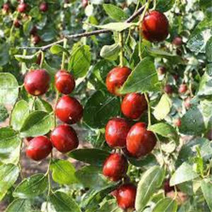  - Curmalu Chinezesc-Ziziphus Jujuba