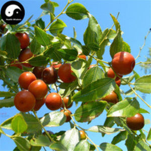 Ziziphus-Jujuba - Curmalu Chinezesc-Ziziphus Jujuba