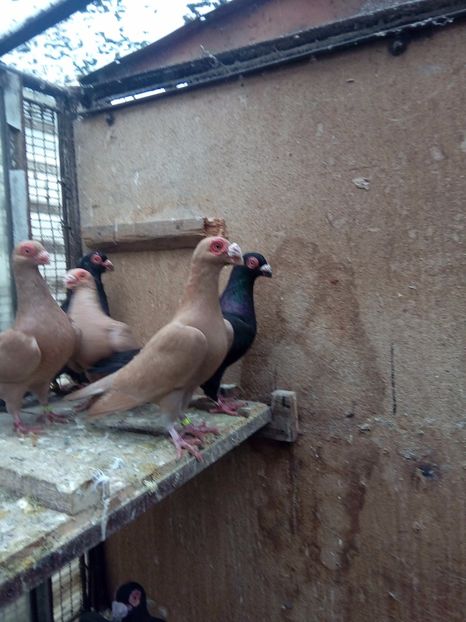 vândut - Indian german 2017