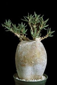 Pachypodium succulentum - 011 Dorinte
