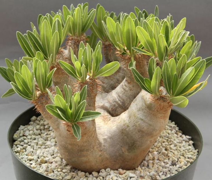 Pachypodium densiflorum var brevicalyx - 011 Dorinte