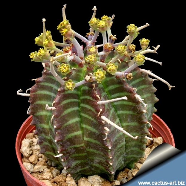 Euphorbia meloformis - 011 Dorinte