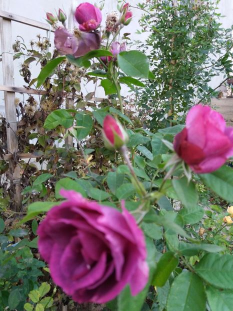  - Princess Sibilla de Luoxembourg