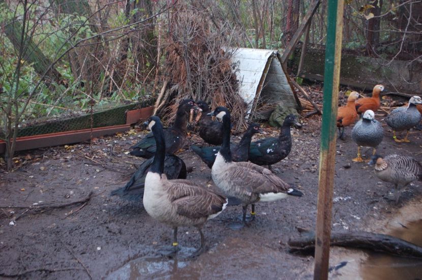  - Gaste Canadiene - Branta Canadensis