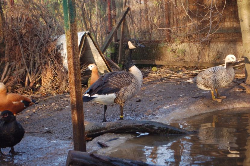  - Gaste Canadiene - Branta Canadensis
