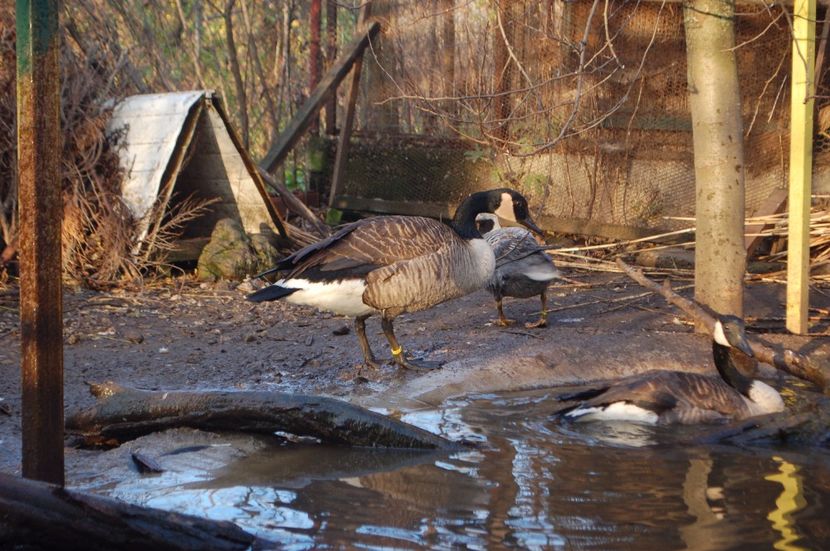  - Gaste Canadiene - Branta Canadensis