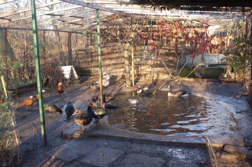  - Gaste Canadiene - Branta Canadensis