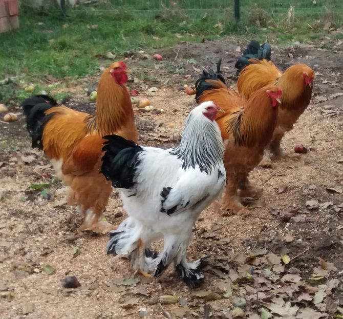  - Tineret pentru 2018