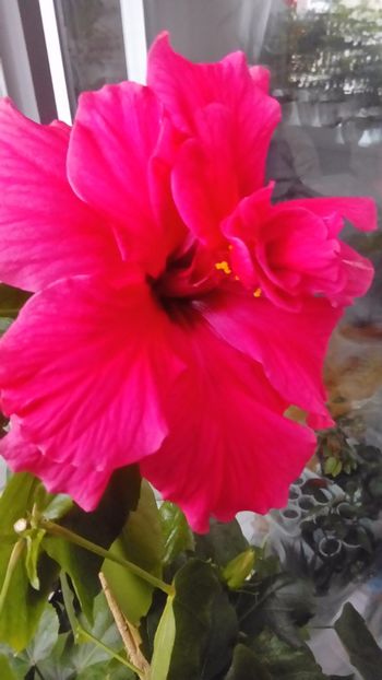 P_20171121_100401 - Hibiscus