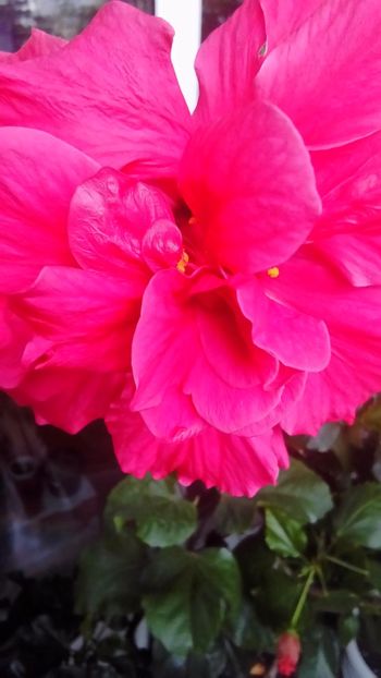 P_20171121_100707 - Hibiscus
