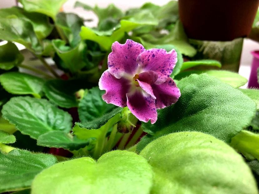 IMG-20171121-WA0001 - Rm Palvina