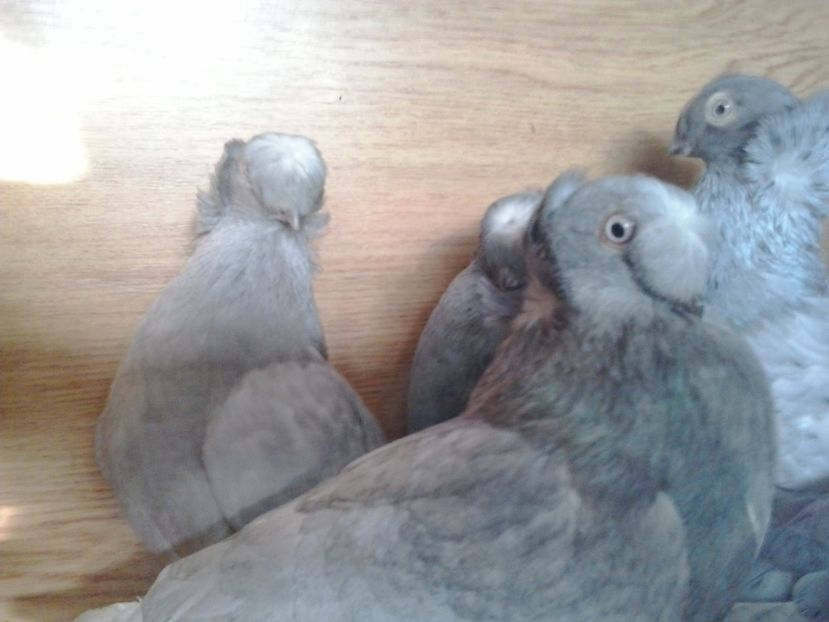 2016-11-22 14.16.56 - GENETICA