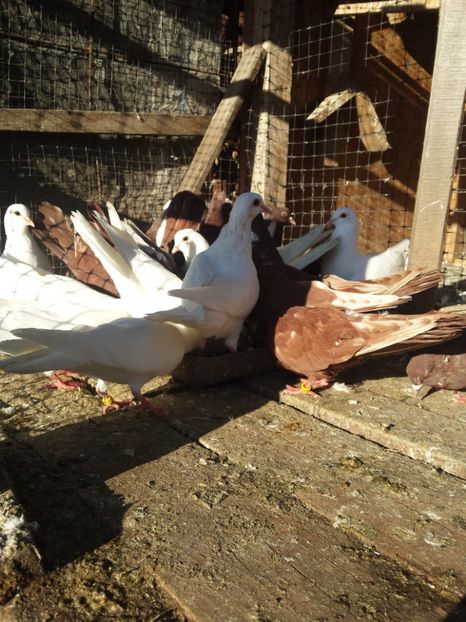  - ZBURATORI-DE-TÂRGOVIȘTE