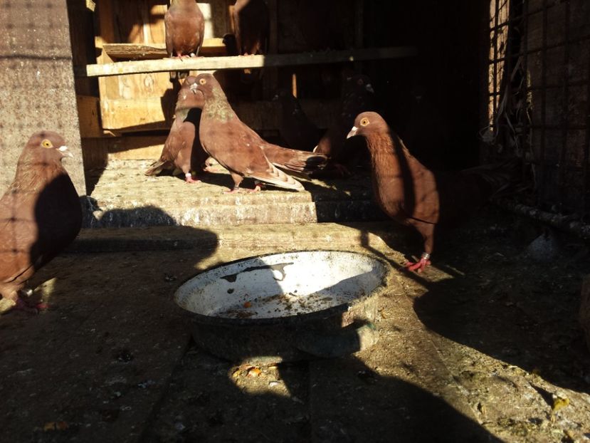 1511268860683-1357513801 - ZBURATORI-DE-TÂRGOVIȘTE