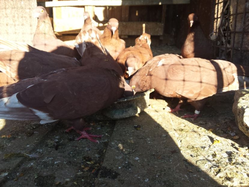 Matca - ZBURATORI-DE-TÂRGOVIȘTE