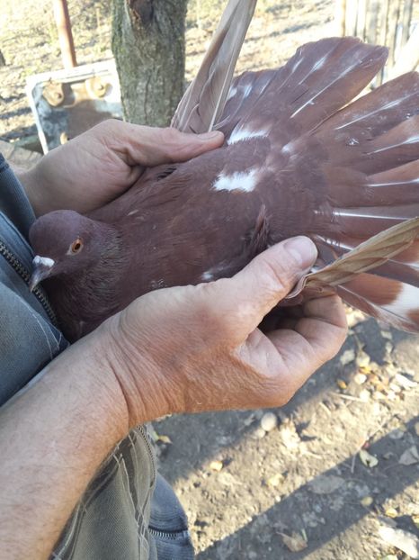 1511269031390-1392964558 - PORUMBIȚE-ROSII DE TÂRGOVIȘTE PENTRU MATCĂ