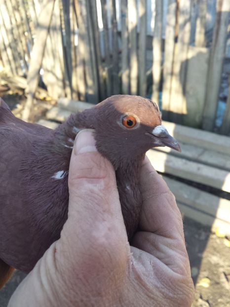 1511269091474-695047743 - PORUMBIȚE-ROSII DE TÂRGOVIȘTE PENTRU MATCĂ