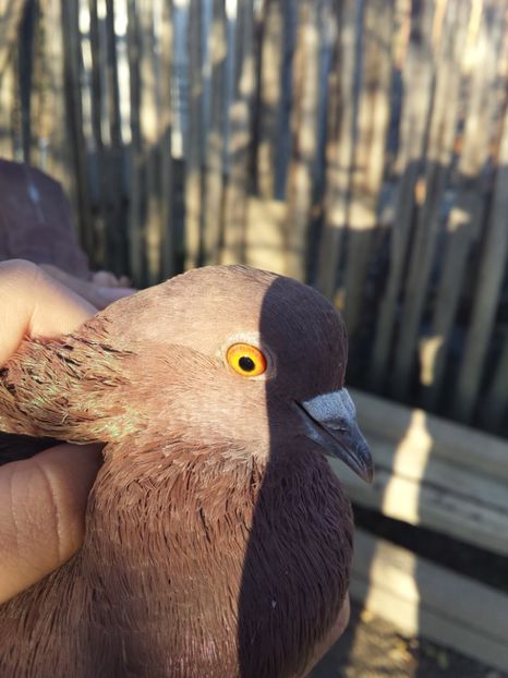 1511269143244-69234422 - PORUMBIȚE-ROSII DE TÂRGOVIȘTE PENTRU MATCĂ