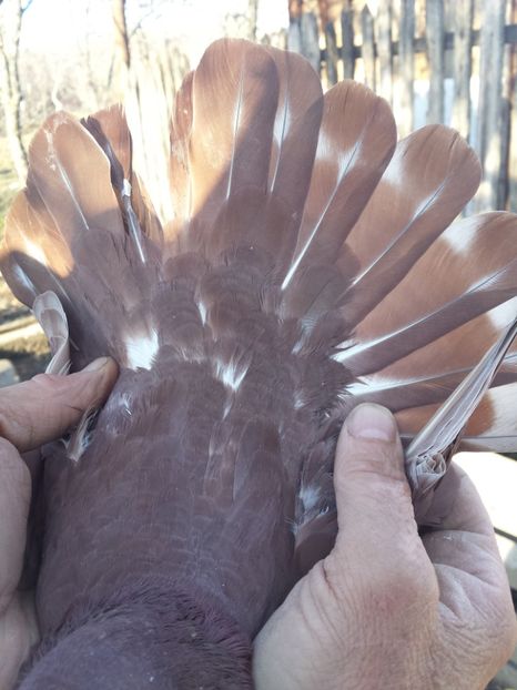  - PORUMBIȚE-ROSII DE TÂRGOVIȘTE PENTRU MATCĂ