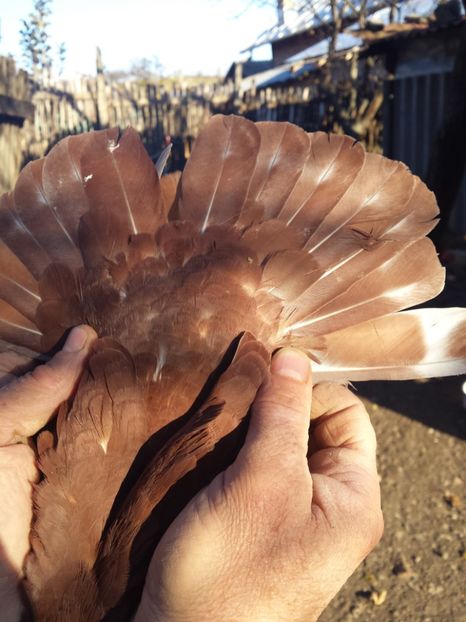  - PORUMBIȚE-ROSII DE TÂRGOVIȘTE PENTRU MATCĂ