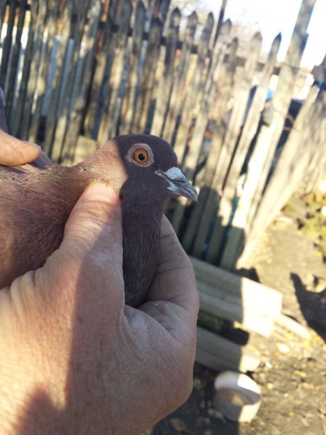 1511269312987-1479910037 - PORUMBI-ROSII DE TÂRGOVIȘTE PENTRU MATCĂ