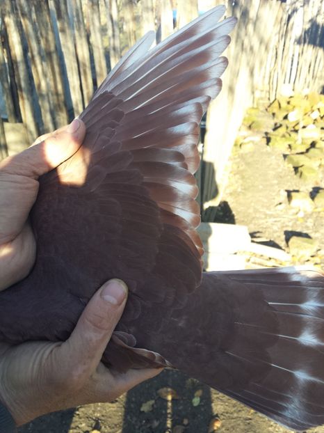  - PORUMBI-ROSII DE TÂRGOVIȘTE PENTRU MATCĂ