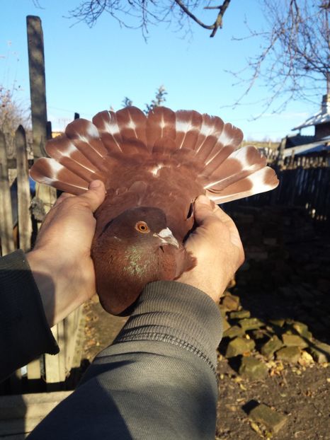  - PORUMBI-ROSII DE TÂRGOVIȘTE PENTRU MATCĂ