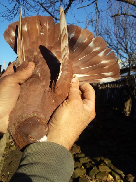  - PORUMBI-ROSII DE TÂRGOVIȘTE PENTRU MATCĂ