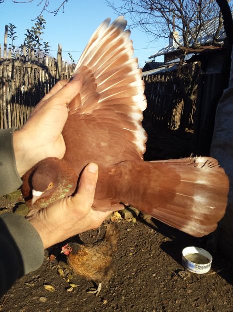  - PORUMBI-ROSII DE TÂRGOVIȘTE PENTRU MATCĂ