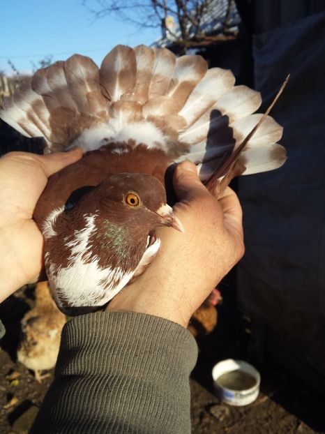  - PORUMBI-ROSII DE TÂRGOVIȘTE PENTRU MATCĂ