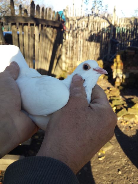  - PORUMBI-ROSII DE TÂRGOVIȘTE PENTRU MATCĂ