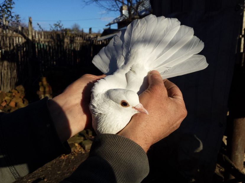  - PORUMBI-ROSII DE TÂRGOVIȘTE PENTRU MATCĂ