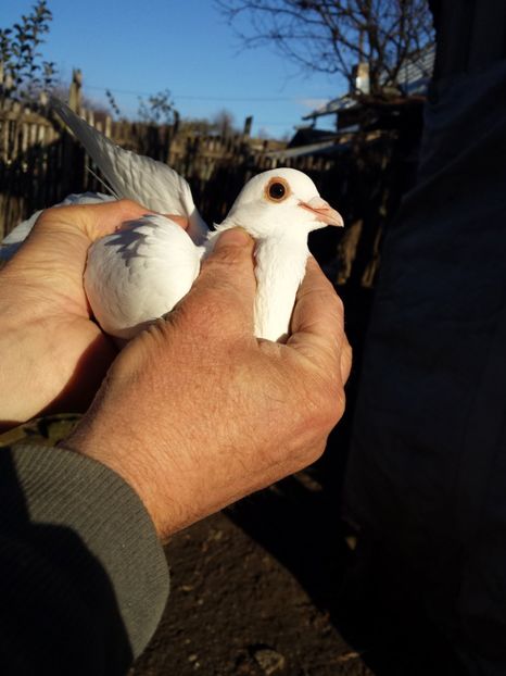  - PORUMBI-ROSII DE TÂRGOVIȘTE PENTRU MATCĂ