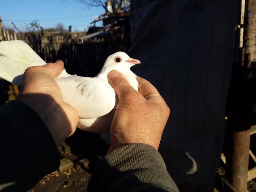  - PORUMBIȚE-ROSII DE TÂRGOVIȘTE PENTRU MATCĂ