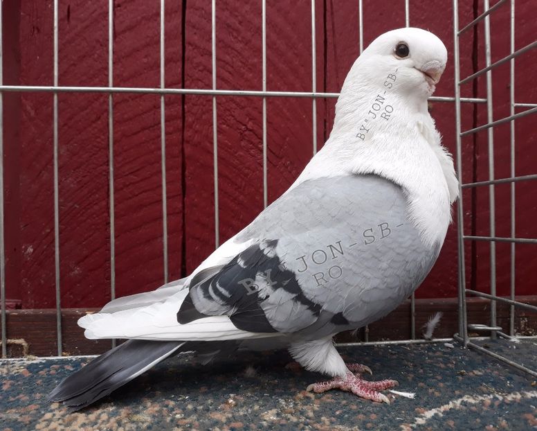 DEUTSCHE NEW  MÖVCHEN - A--PICTURES OF MY PIGEON BREEDS