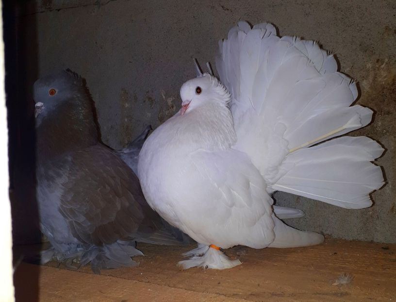  - Voltati indieni matca 2018