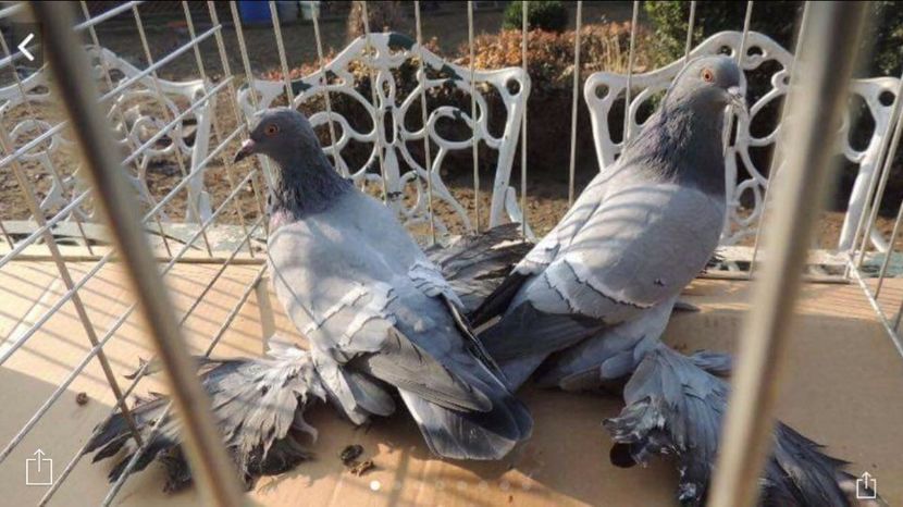 IMG-20170722-WA0000 - Campie