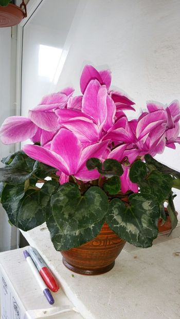image-0-02-05-a5adfc6f235b54b95d13b9714b3d1be70c4b67f6ee4fd420a6ed38f08e57e7b0-V - Cyclamen