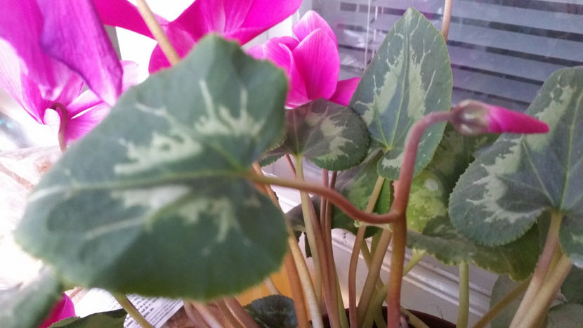  - Cyclamen