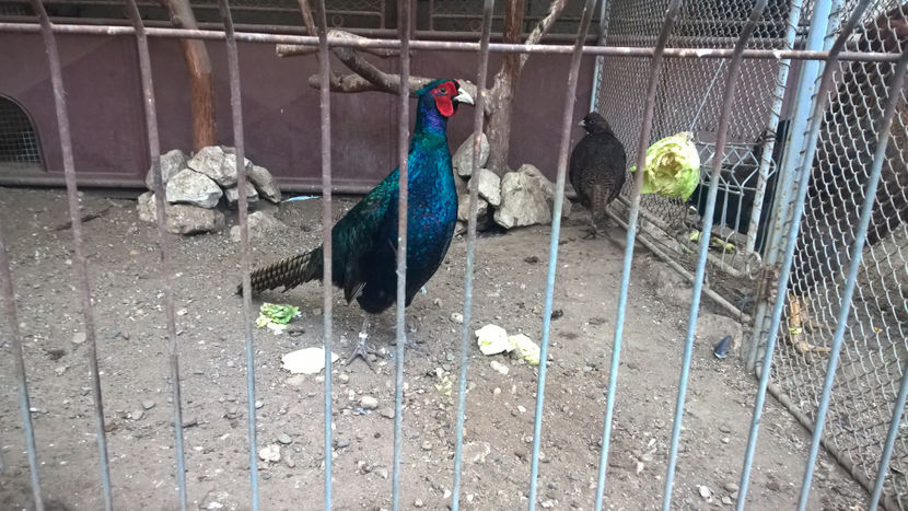 vanduti - DE PRIN CURTE CU CE AM DETINUT