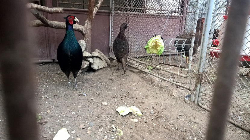  - DE PRIN CURTE CU CE AM DETINUT