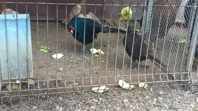  - DE PRIN CURTE CU CE AM DETINUT