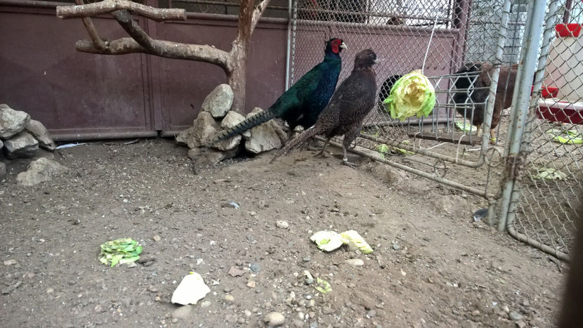 ,sant din 2015 amandoi- VANDUTI - DE PRIN CURTE CU CE AM DETINUT