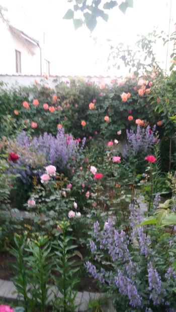  - Gradina mea cu flori