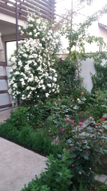  - Gradina mea cu flori