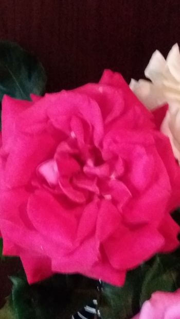  - Gradina mea cu flori