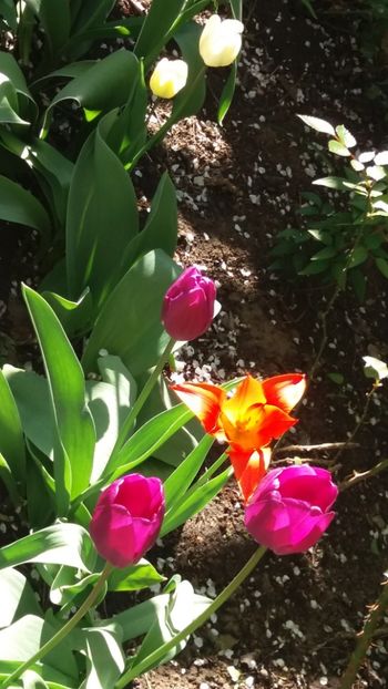  - Gradina mea cu flori