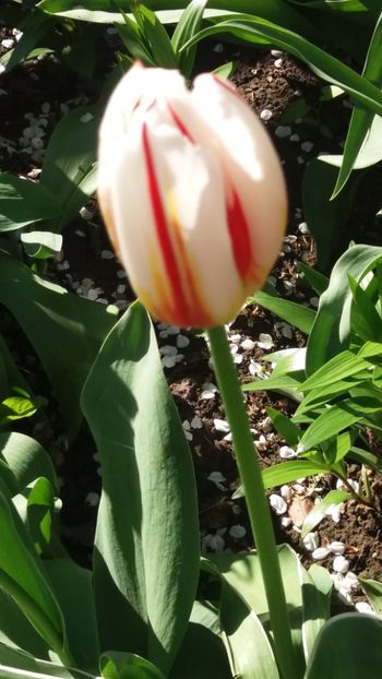  - Gradina mea cu flori