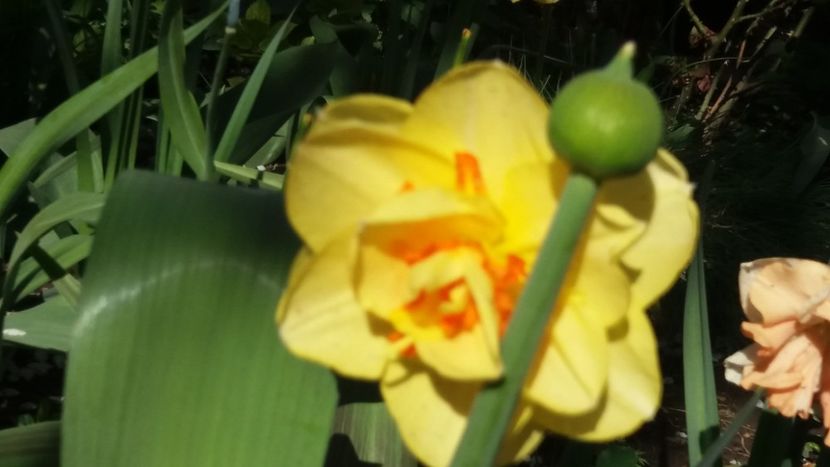  - Gradina mea cu flori