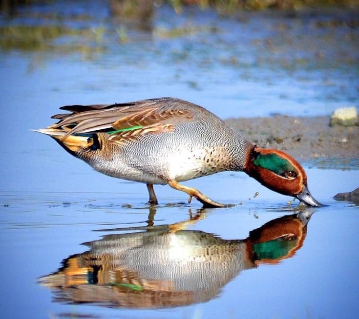 Sarselă de Iarnă - Cumpăr !!